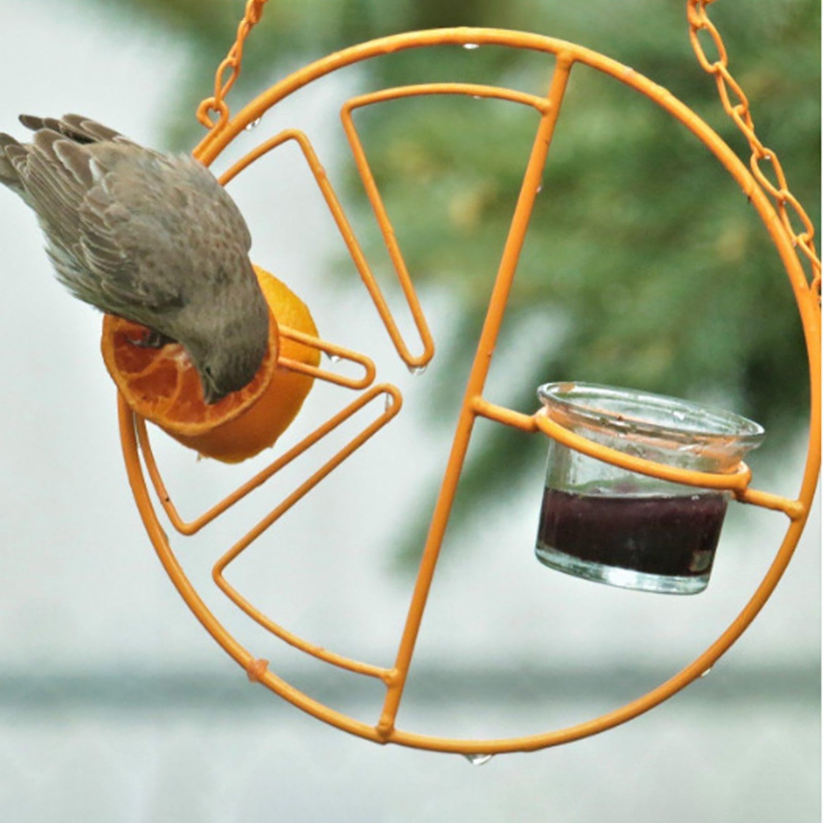 🐦2 In 1 Hanging Clementine Hummingbird Oriole Feeder