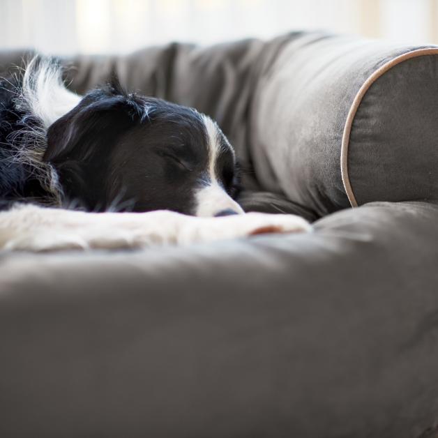 Sofa Dog Bed 2022
