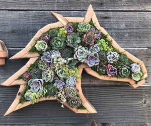 Animal Succulent Garden Arrangement